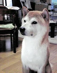 事務所代表の愛犬